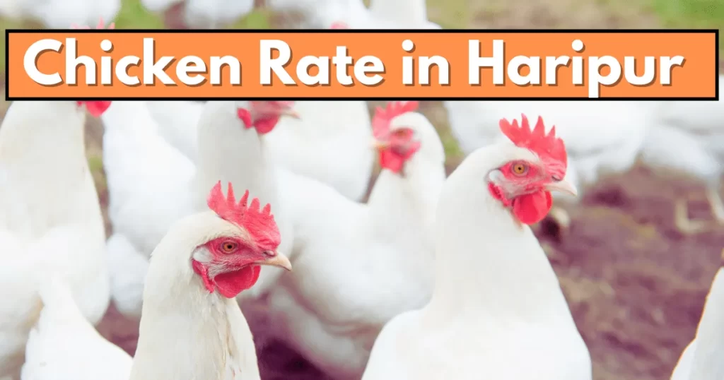 Chicken Rate in Haripur