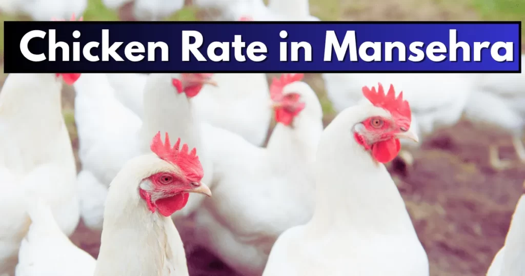Chicken Rate in Mansehra