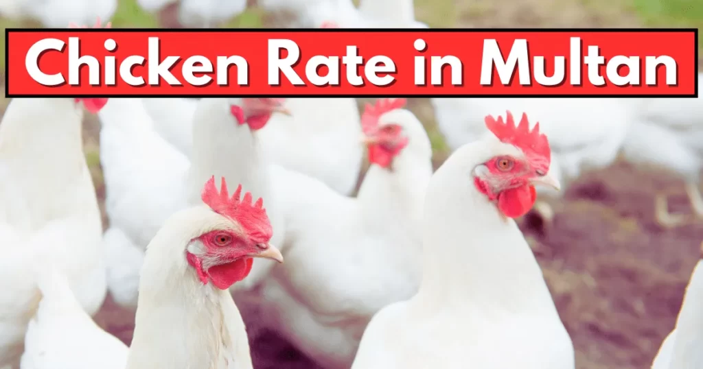 Chicken Rate in Multan