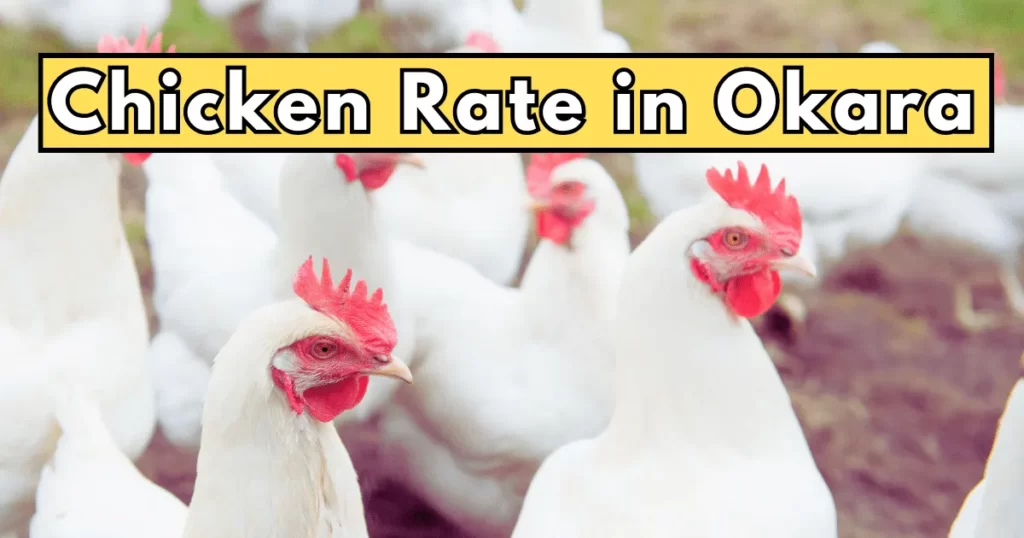 Chicken Rate in Okara