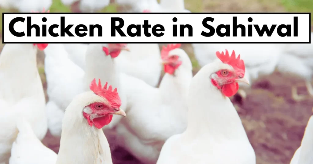 Chicken Rate in Sahiwal