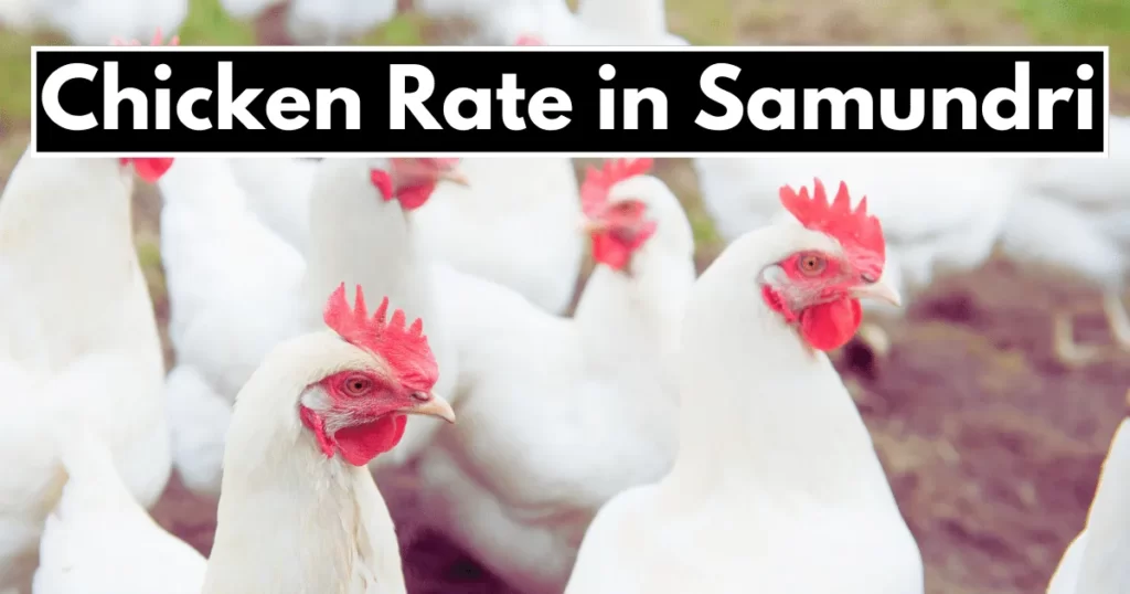Chicken Rate in Samundri