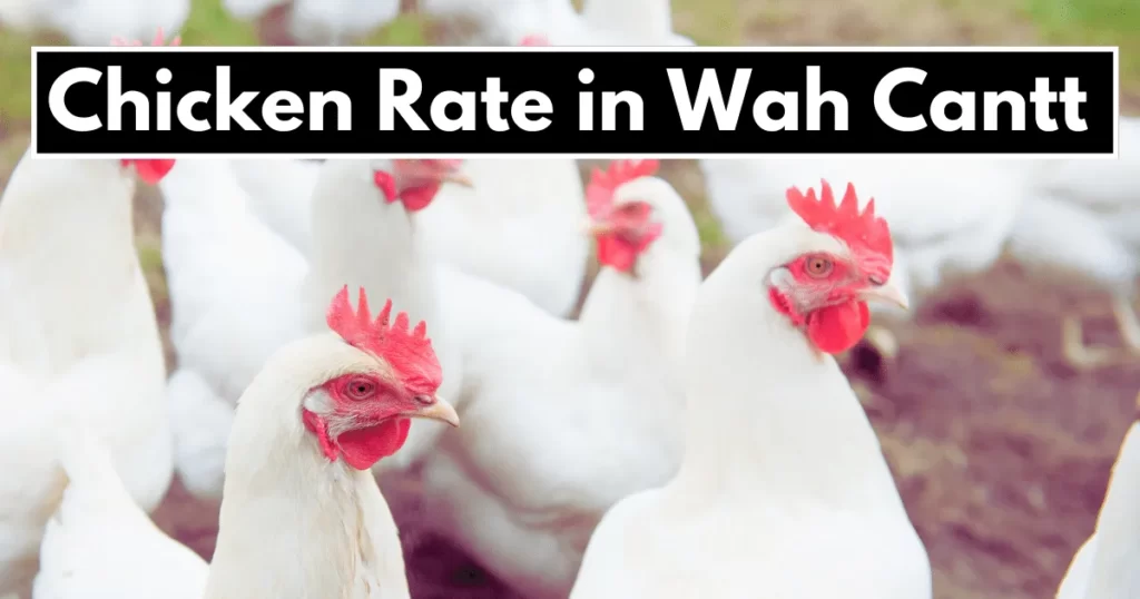 Chicken Rate in Wah Cantt