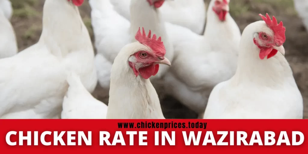 Chicken Rate in Wazirabad
