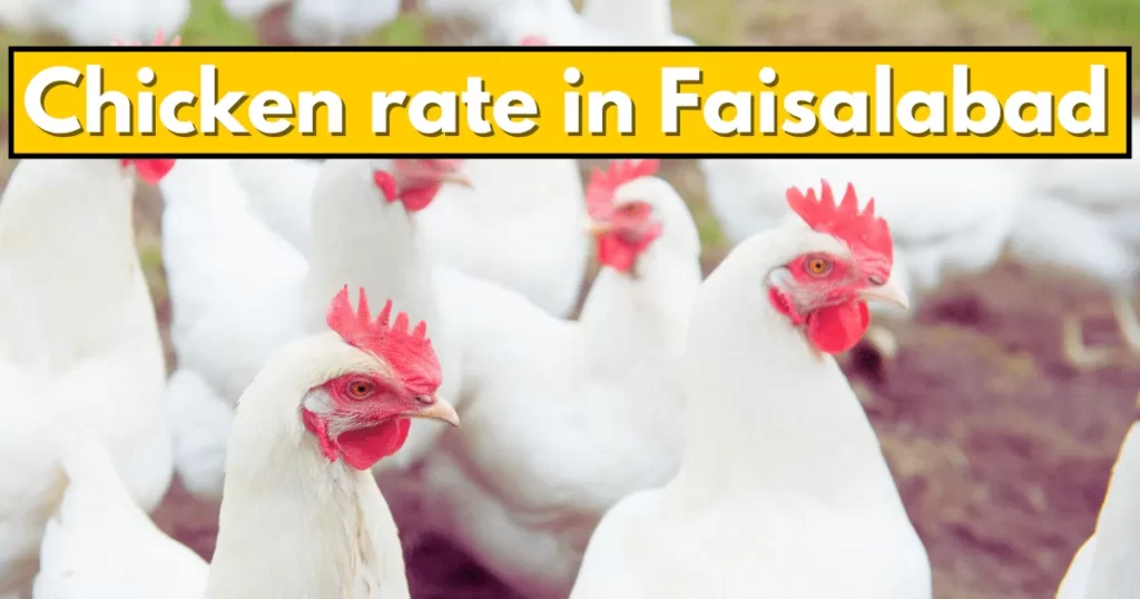 Chicken Rate in Faisalabad